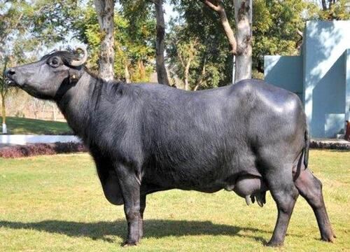 Black Color Murrah Buffalo For Milk