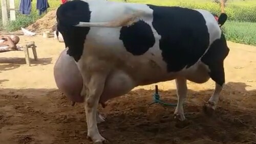 White H S Cow