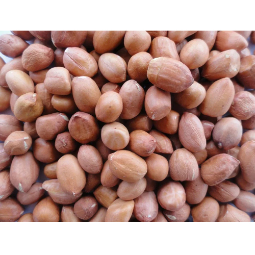Common Indian Origin Chandra Groundnut Kernel