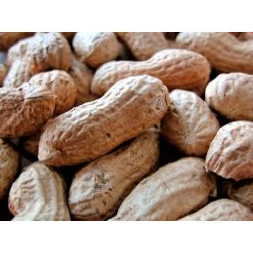 Indian Origin Organics Inshell Peanuts Admixture (%): 1-2%