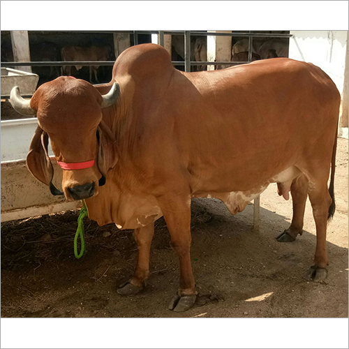 Jersey Cow Lens Diameter: 50 Millimeter (Mm)