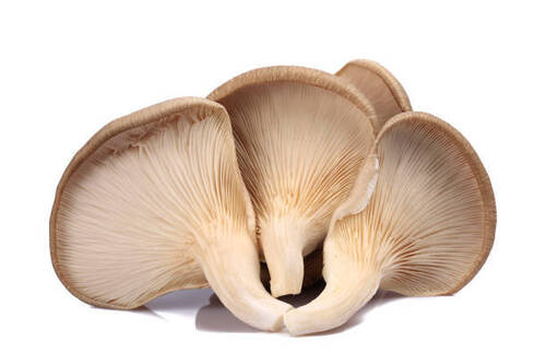 Rich Taste and High Nutritious Value Mushroom