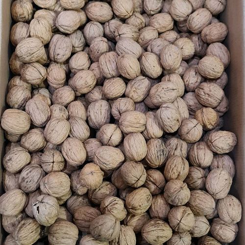 A Grade Fresh Walnut With High Nutritious Value