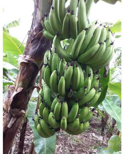 Well Watered Banana Tissue Culture Plants