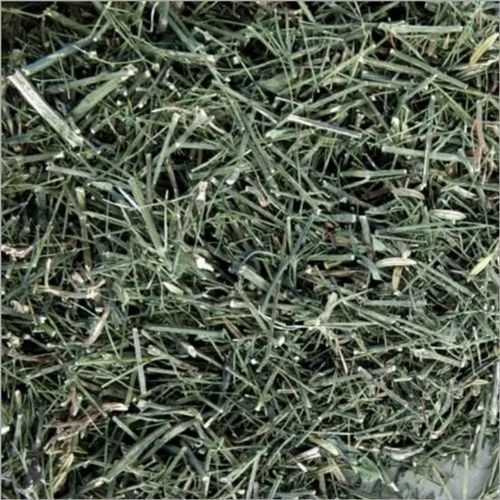 A Grade 99.9% Pure Indian Origin Green Natural Kalmegh Plant Extract