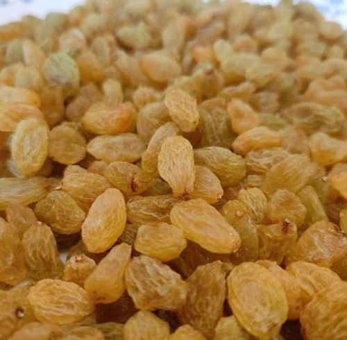 Indian Raisin - Color: Yellow