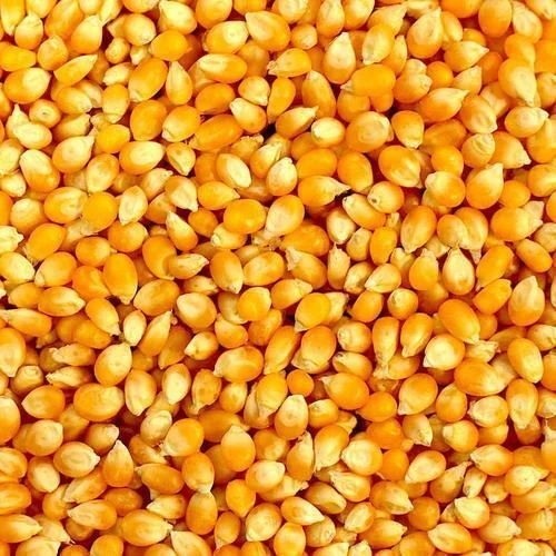 organic corn seed 