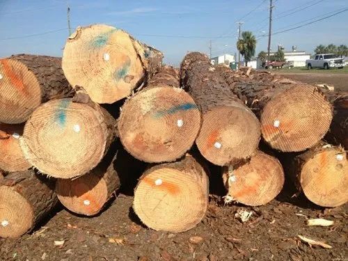 Good Quality Round Shape Pine Wooden Timber For Industrial Applications