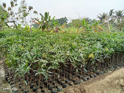 Well Drained Green Mango Plants