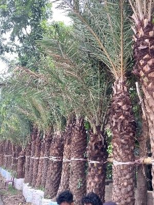 Easy To Grow Date Palm Trees