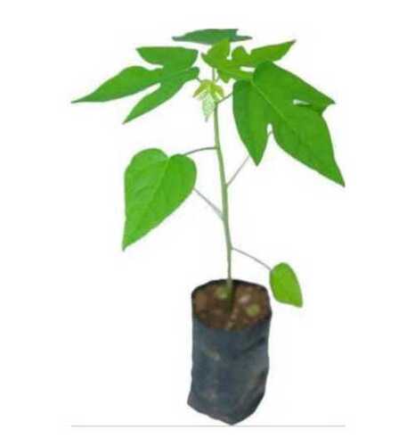 Green Color Papaya F1 Hybrid Plants For Fruits