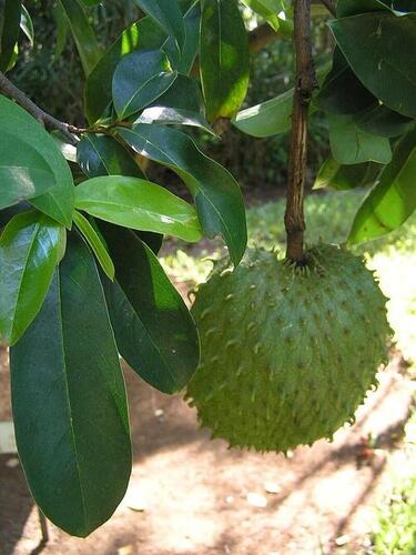 Outdoor Soursop Plant