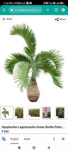 Palm Tree 