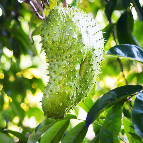 Full Sun Exposure Soursop Plant