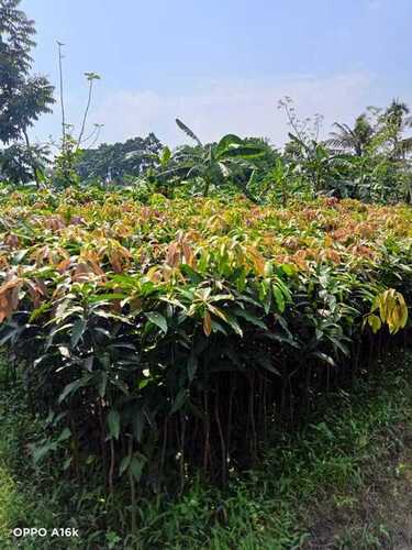 Genuine 400gm Himsagar Mango Plant