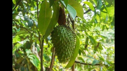 Green Soursop Plant