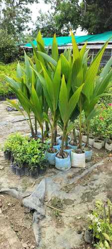 Insect Resistant Full Sun Exposure Fast Growth Green Leaves Coconut Tree