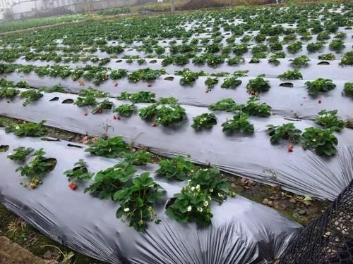 Biodegradable Mulching Film For Agricultural Applications