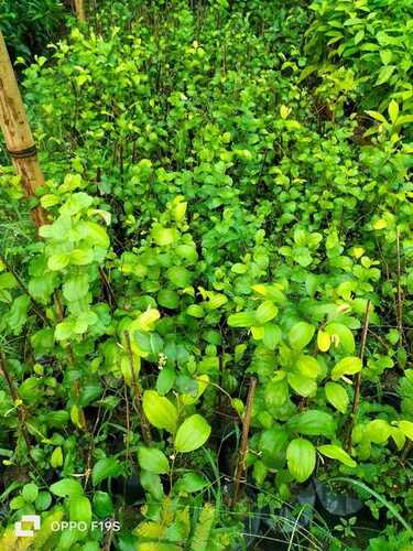 Well Drained Red Apple Ber Plant