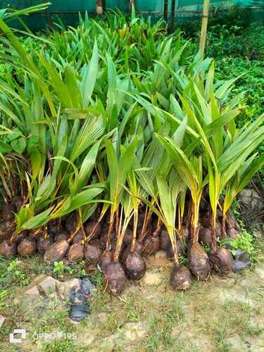 Well Drained Yellow Dwrft Coconut Plants