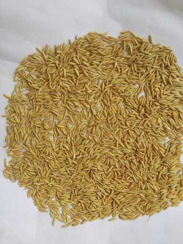 100% Pure Organic A Grade Paddy Seeds