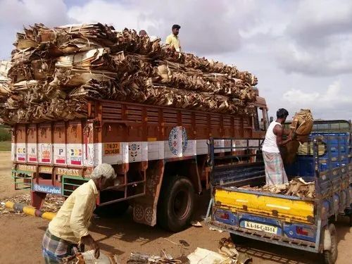 Areca palm leaf raw material