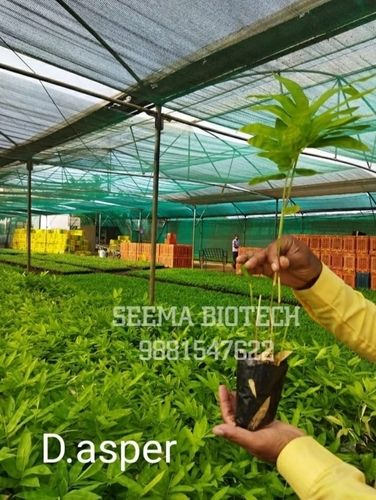 Tissue culture Asper Bamboo Plants