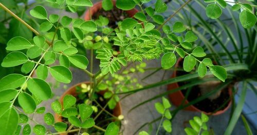 moringa plant