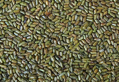 Cassia Tora Seeds Puwar Chakramarda Purity: 98%