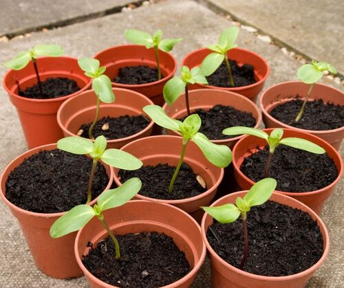 High-Quality Sturdy Seeding Containers For Greenhouses And Nurseries - Plastic, All Sizes, Orange | Suitable For Greenhouses And Home Gardening