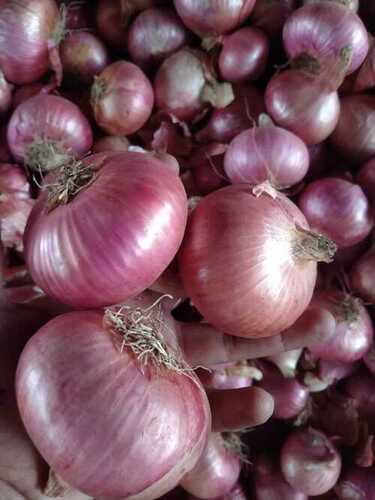 Fresh Red Onion - Large A Grade, Round Shape, Raw Processing Form, Dry Storage, 2 Days Shelf Life