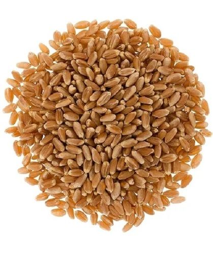 Organic Wheat