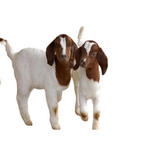 Male Kid Boer Goat at Best Price in Padrauna Star Goat Farm