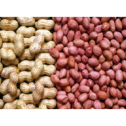100% Organic A Grade Natural Groundnut Admixture (%): 1-2%