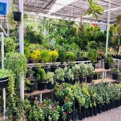 Natural Green And Fresh Nursery Plants at Best Price in Dahod Rens