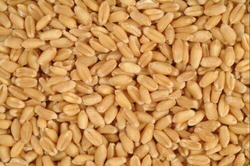 High In Protein And No Preservatives Wheat