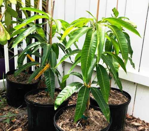 Exotic And Fruitful Variety Mango Plant For Home And Gardening 