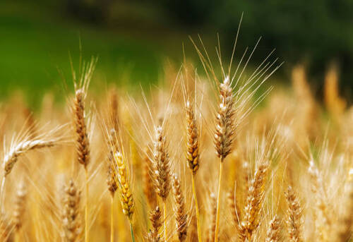  durum wheat 