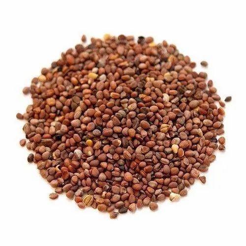 A Grade Indian Origin 99.9% Pure Hybrid Radish Seeds For Agriculture