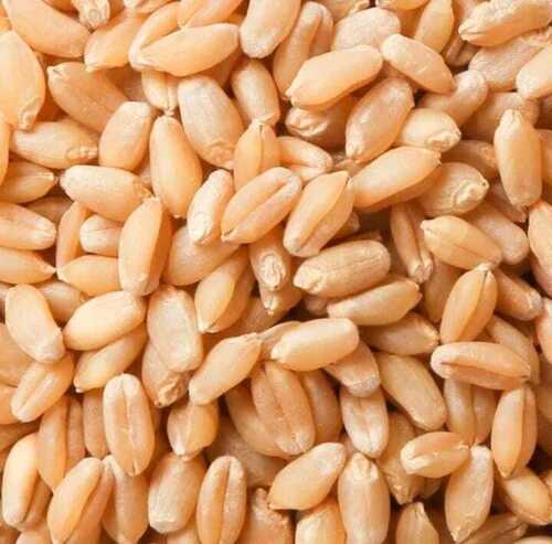 100% Pure And Organic A Grade Wheat - Hard Whole Wheat, Highly Pure, Brown Color