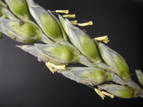 Raw Wheat