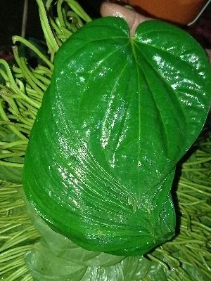 betel leaf