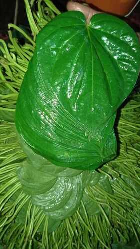 Betel Leaves