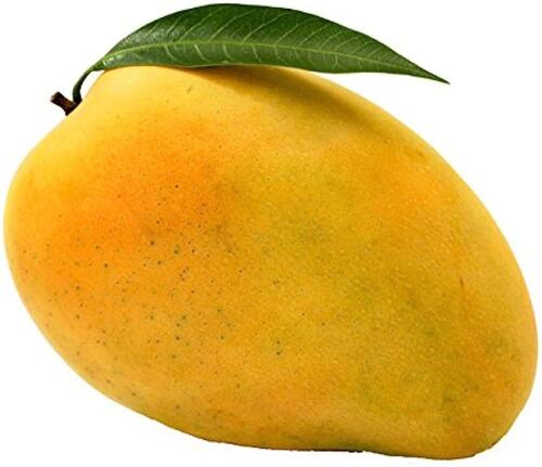 100% Pure And Organic Farm Fresh Sweet Yellow Mango