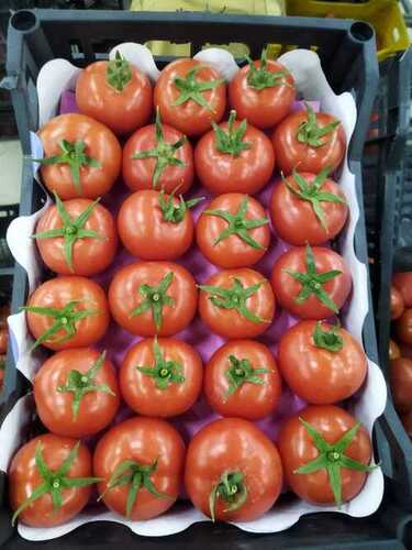 Fresh Tomatoes