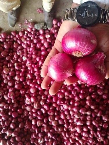 Natural Fresh Onion For Cooking