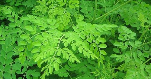 moringa leaves