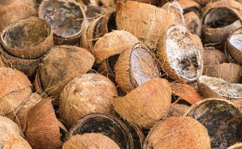 Best Price Coconut Shell