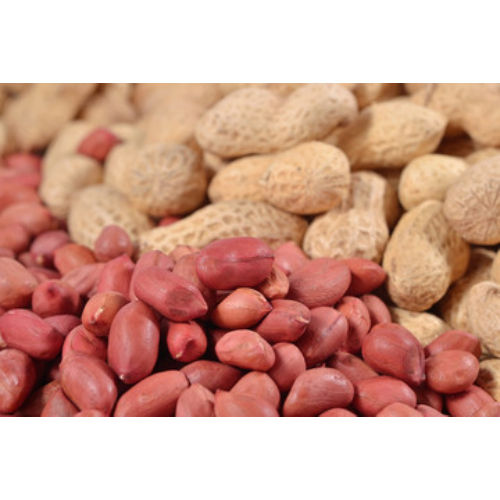 K6 Groundnut Agriculture Seed