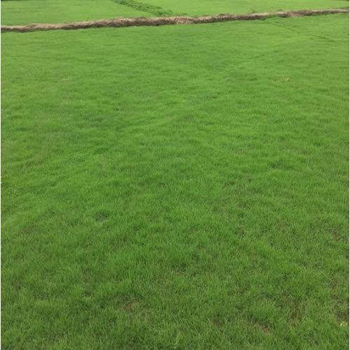 lawn grass cultivation